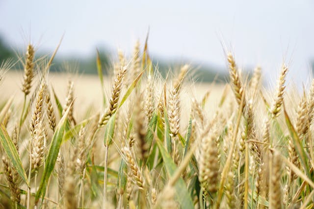 Agricultural Loan